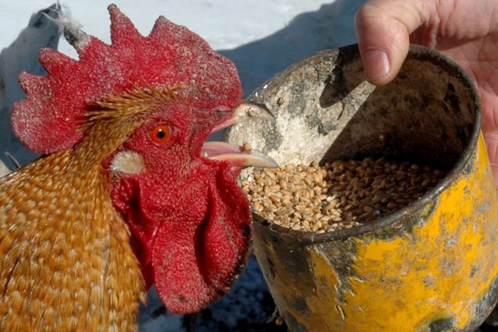 Ilustračný obrázok k článku Podvodníci využívajú vtáčiu chrípku na okrádanie dôchodcov!