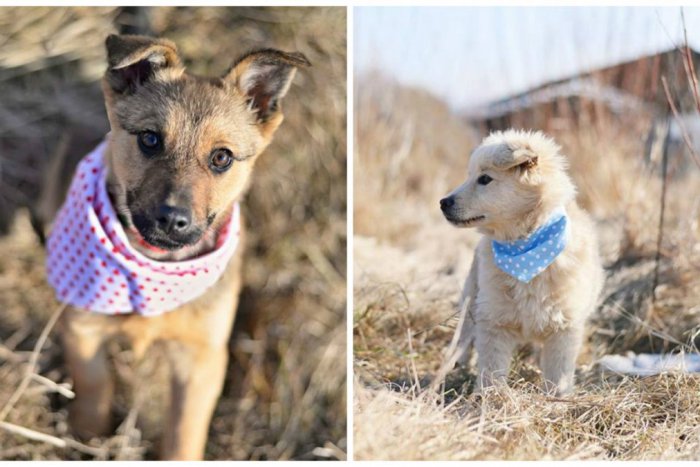 Ilustračný obrázok k článku Obrázky žiarskych šteniatok ako z katalógu, ale... Potrebujú našu pomoc!