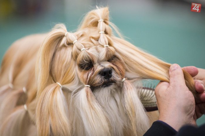 Ilustračný obrázok k článku Z REGIÓNOV: V Inchebe sa predviedli štvornohé modelky