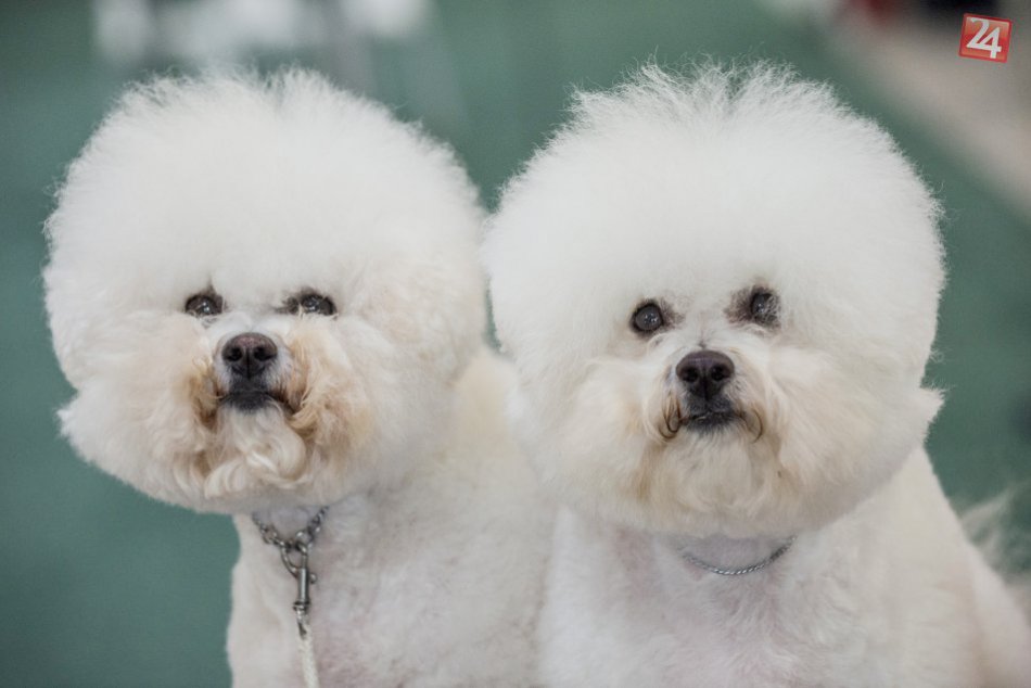 Ilustračný obrázok k článku Incheba plná hafkáčov. Predstavili slovenské národné plemená psov