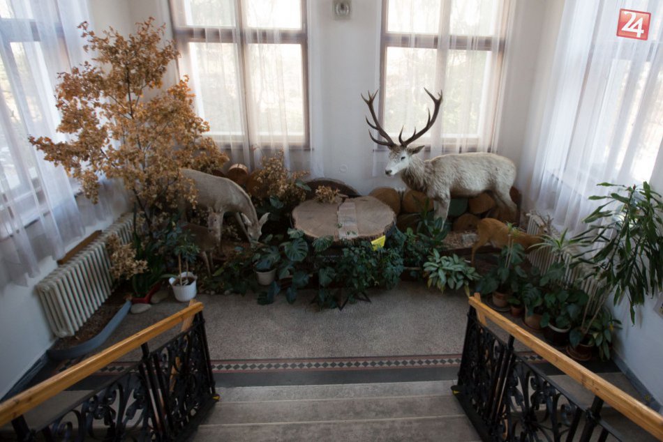 Ilustračný obrázok k článku FOTO: Šanca pre milovníkov prírody. V Bystrici spoznajú druhy európskeho významu