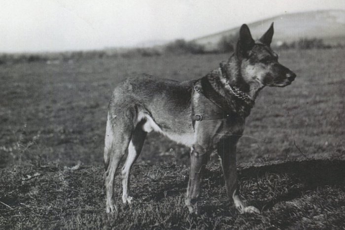 Ilustračný obrázok k článku Príbeh o výnimočnom žandárskom psovi Altovi z Nitry: Zaujal aj televíziu!