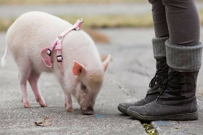 Ilustračný obrázok k článku Prasiatko v paneláku? Áno! Zviera s ružovým rypáčikom je milý a inteligentný spoločník