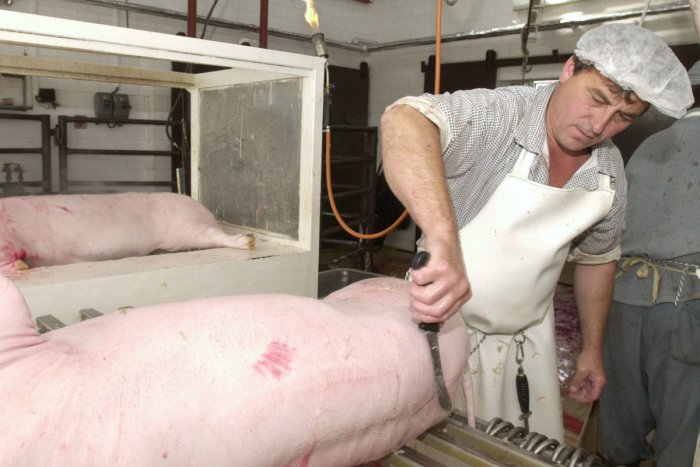 Ilustračný obrázok k článku V Trnovci ohľadom bitúnku nastal zvrat: Proti rozhodnutiu sa firma odvolala