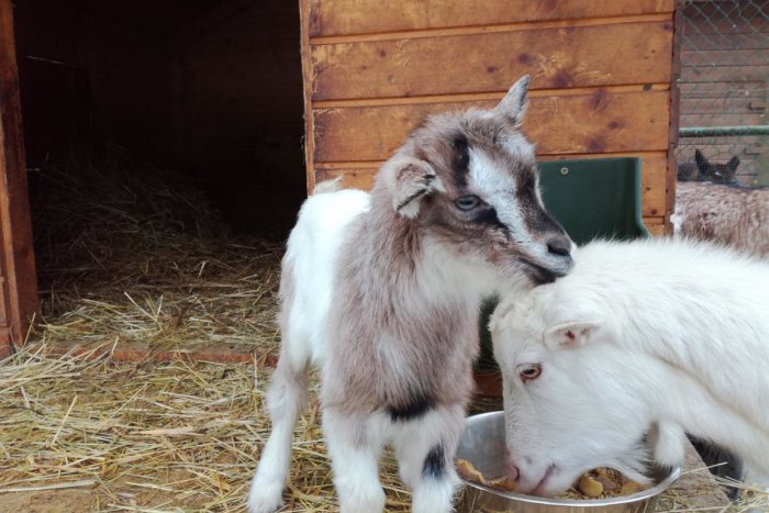 Ilustračný obrázok k článku FOTO: Rozkošné prírastky v lučeneckej minizoo. Už ste videli nových drobcov?