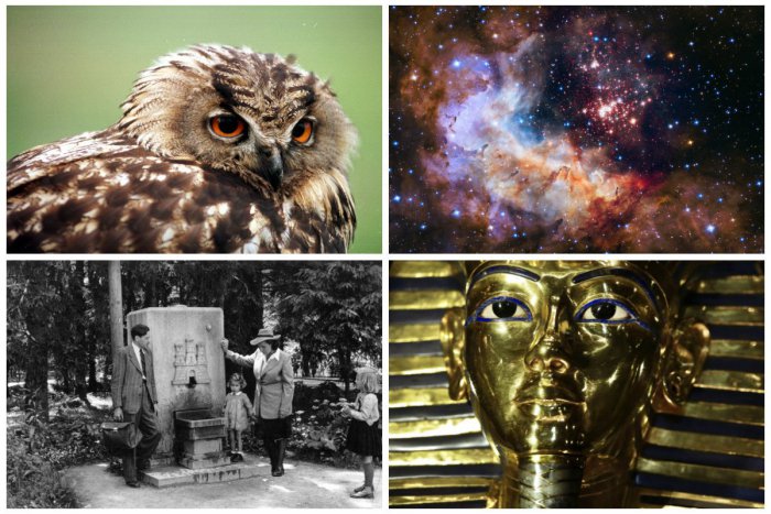 Ilustračný obrázok k článku TIPY NA TÝŽDEŇ: Čo sa v noci ozýva v lesoch Bratislavy a kto postavil egyptské pyramídy?