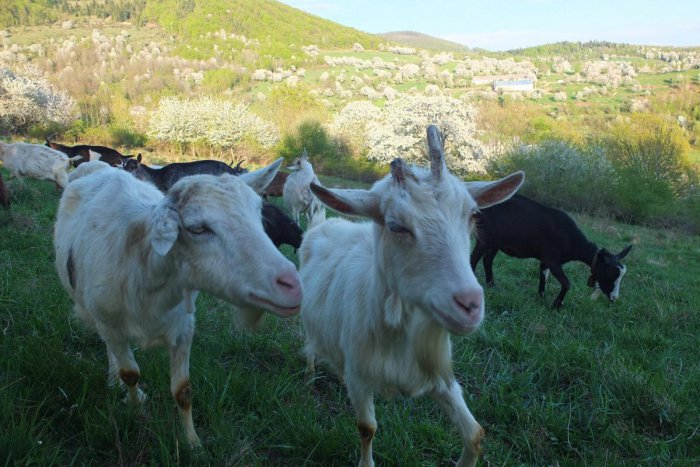 Ilustračný obrázok k článku Ani pošta ani potraviny: Turisti a fotografi túto dedinu nedajú za nič! FOTO