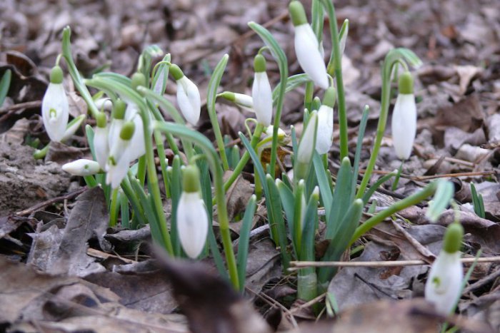 Ilustračný obrázok k článku Za kyticu jarných kvetov hrozí mastná pokuta. Dávajte si pozor, kde snežienky trháte!
