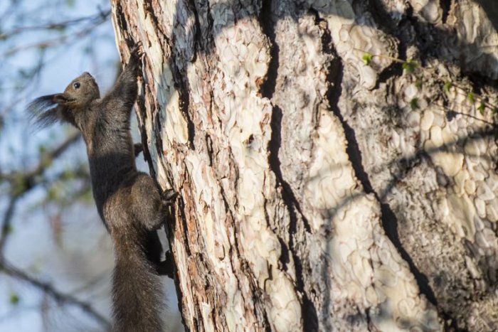 Ilustračný obrázok k článku RANNÁ ŠTVORKA: V prvý marcový víkend si užijeme jarnú idylku