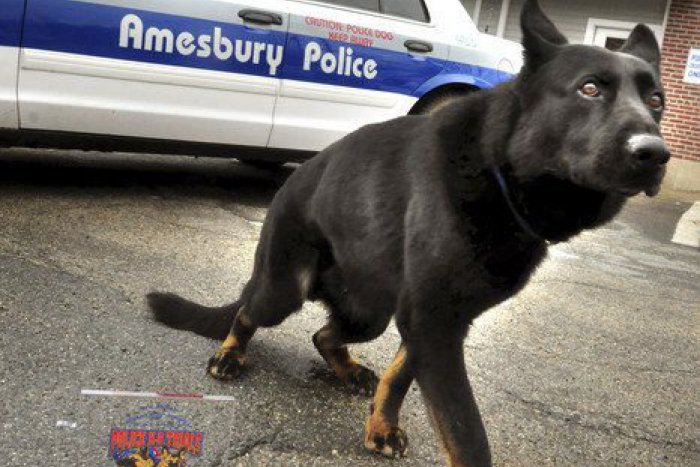 Ilustračný obrázok k článku SVET O SLOVENSKU: Americkí policajti milujú slovenských psov