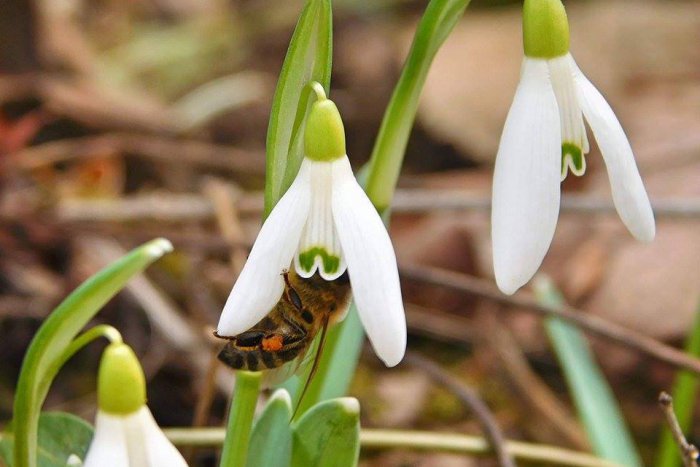 Ilustračný obrázok k článku Jar klope na dvere: Prvé snežienky v Rožňave a okolí, FOTO