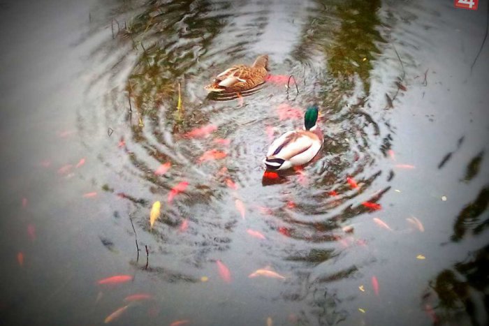 Ilustračný obrázok k článku Uhynuté ryby v košickom Mestskom parku: Čo spôsobilo tento stav?