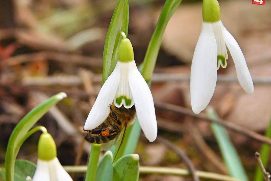 Ilustračný obrázok k článku Jar sa v nížinách hlási o slovo: Teploty budú počas dňa stúpať poriadne vysoko