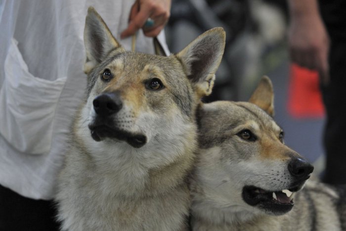 Ilustračný obrázok k článku Zo smrti ornitológa obvinili 45-ročného Bratislavčana