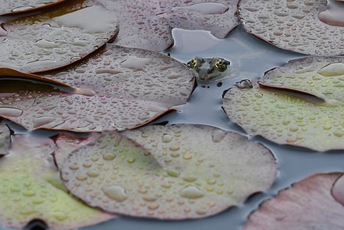 Ilustračný obrázok k článku RANNÁ ŠTVORKA: Záver týždňa bude pod mrakom