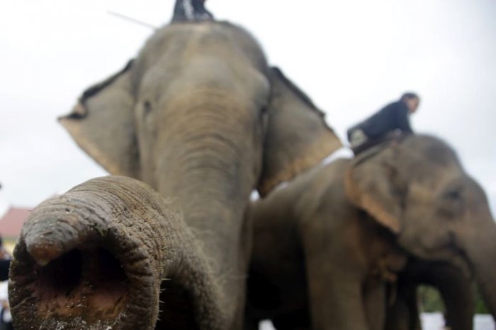 Ilustračný obrázok k článku KURIOZITA DŇA: Medzi najbizarnejšie športy patrí slonie pólo