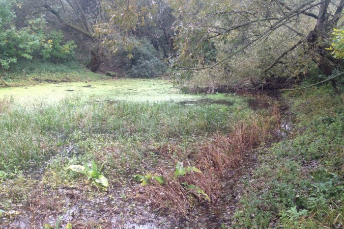 Ilustračný obrázok k článku Jahodnianske jazierko je prírodnou pamiatkou: TOTO ste o ňom možno nevedeli