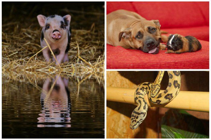 Ilustračný obrázok k článku Hľadá sa najmilšie zvieratko Bratislavy! Šancu majú psíkovia aj pavúci či hadi