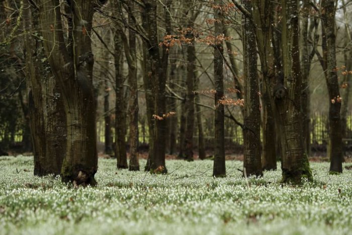 Ilustračný obrázok k článku RANNÁ ŠTVORKA: Pred nami je počasie s vôňou jari