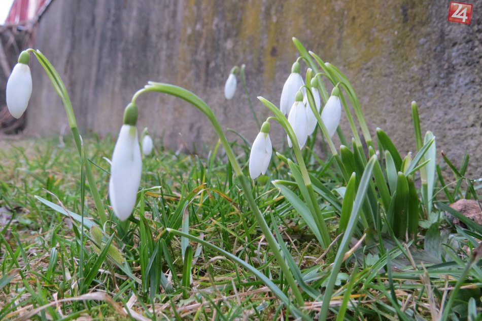 Ilustračný obrázok k článku Anna z Michaloviec sa podelila o zábery zo svojej záhrady: Hneď vás chytí jarná nálada!