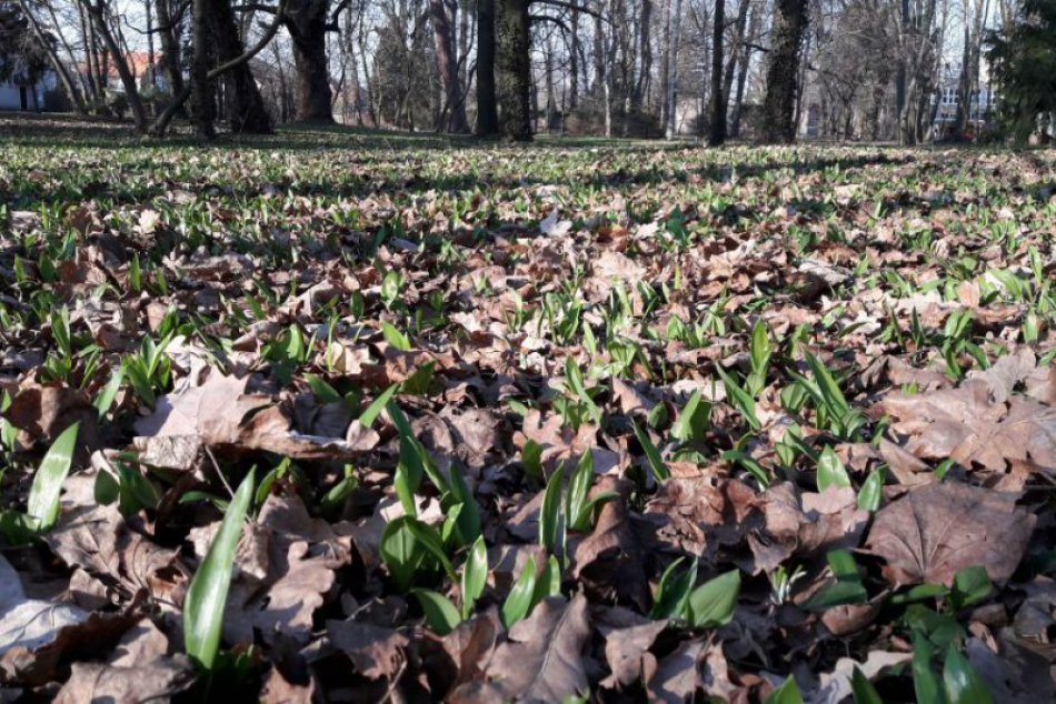 Ilustračný obrázok k článku Už rastie aj v našom okrese: Známy park je opäť posiaty medvedím cesnakom!