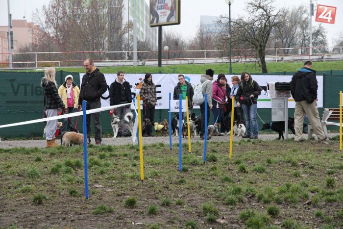 Ilustračný obrázok k článku V Petržalke pribudne ďalší  oplotený výbeh pre psov