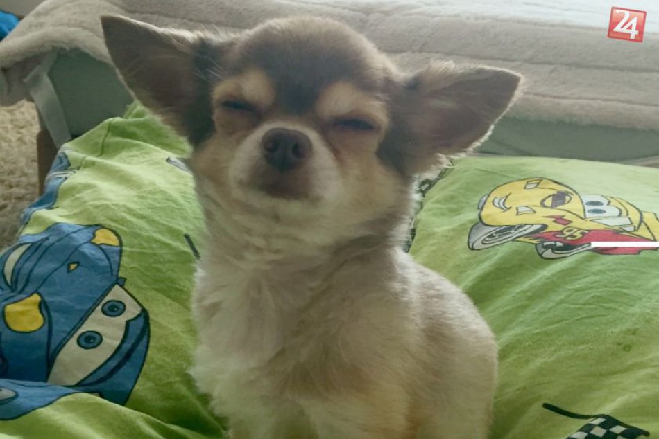 Ilustračný obrázok k článku Bystričanka prišla o milovaného psíka. Nezazreli ste niekde čivavu Oskara?