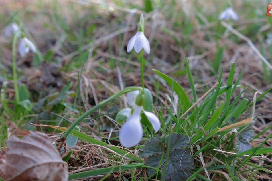 Ilustračný obrázok k článku Príroda sa postupne prebúdza: Pri Moravciach sa objavili parádne snežienky