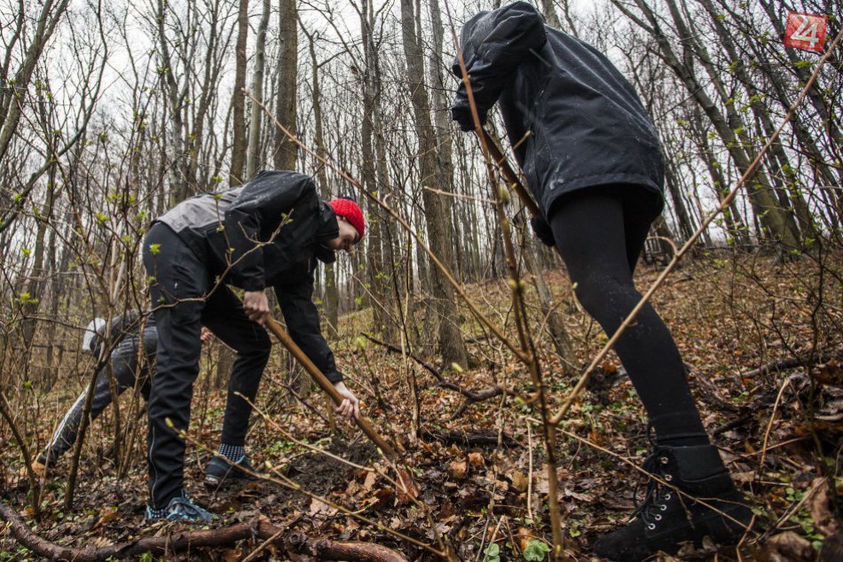 Ilustračný obrázok k článku Na Železnej studienke opäť stavajú zábrany na záchranu žiab