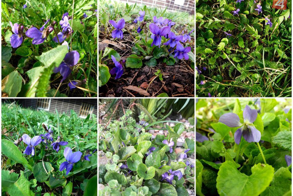 Ilustračný obrázok k článku Koho oči by to nepotešilo? V Trnave sa už prebúdza jar, FOTO