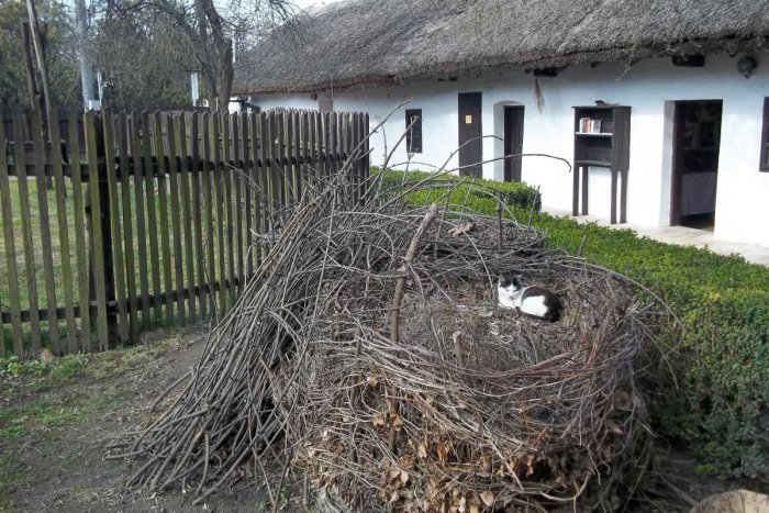 Ilustračný obrázok k článku V meste je nová fotovýstava: Poteší hlavne najmenších