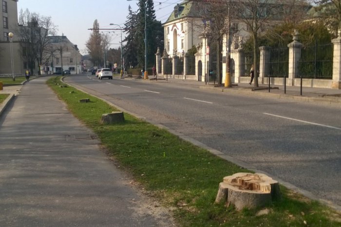 Ilustračný obrázok k článku FOTO: Ako vyzerá ulica pred Úradom vlády bez stromov?