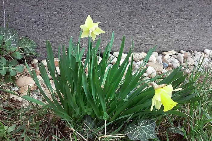 Ilustračný obrázok k článku Záhradky v Trnovci rozkvitnú: Budú súťažiť o tú najkrajšiu!