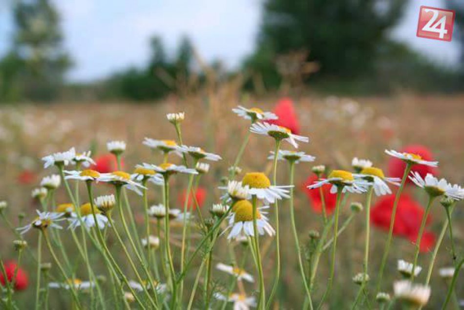 Jedna zo súťažných fotografií Timei Hargašovej