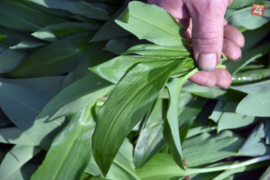 Ilustračný obrázok k článku V lesoch už vykúkajú prvé lístky medvedieho cesnaku