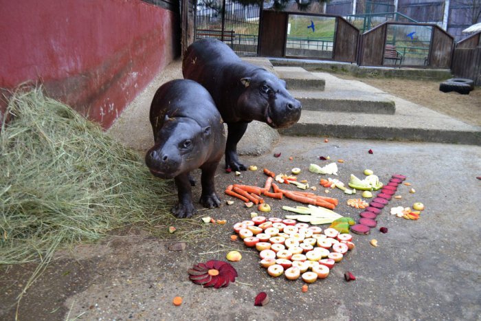 Ilustračný obrázok k článku AKO VYZERÁ DEŇ chovateľa v ZOO: Stará sa aj o to, aby sa zvieratá nenudili