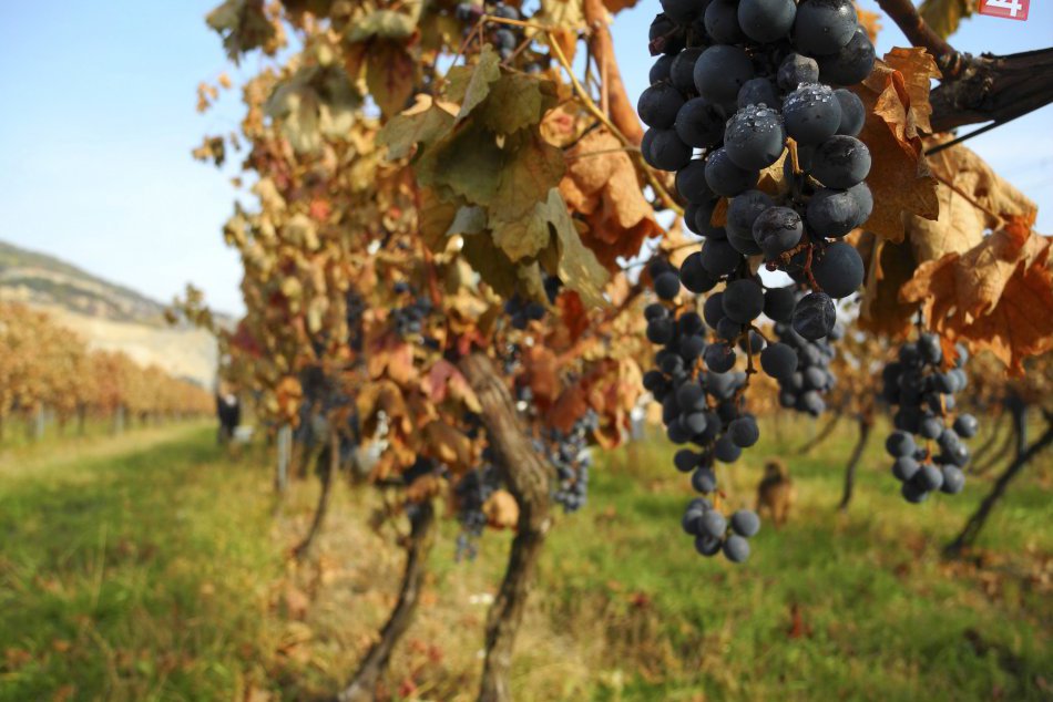 Ilustračný obrázok k článku Úroda nedosiahla priemernú úroveň: Hrozno z Gemera negatívne ovplyvnili mrazy