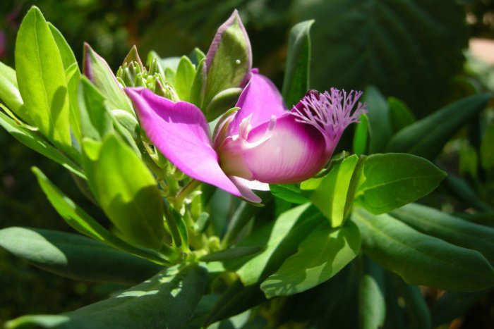 Ilustračný obrázok k článku Ministerstvo pôdohospodárstva varuje: Na Slovensku sa predáva nebezpečná rastlina!