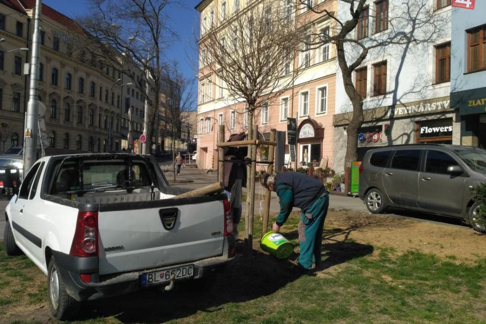 Ilustračný obrázok k článku Mesto vysadí na Slavíne v rámci obnovy zelene štyri nové stromy