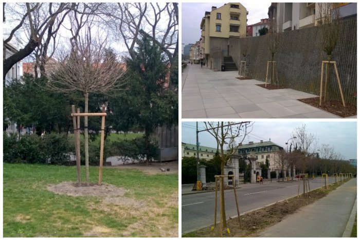 Ilustračný obrázok k článku FOTO: V Starom Meste pribudli na mnohých miestach nové stromčeky