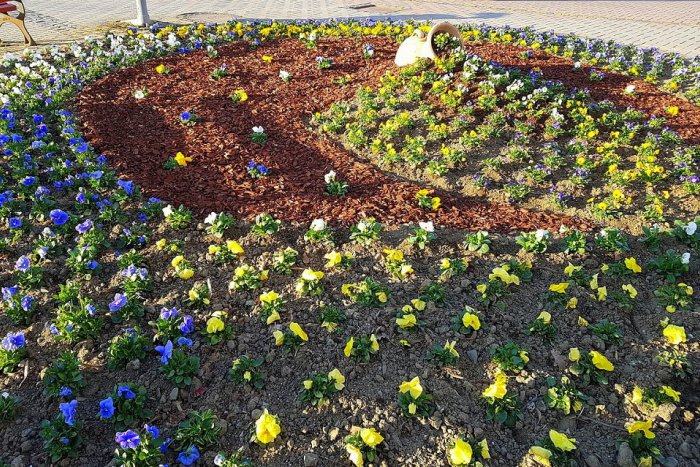 Ilustračný obrázok k článku Pracovníci dostali zaujímavý nápad: Sledujte kvetinový záhon na Námestí slobody