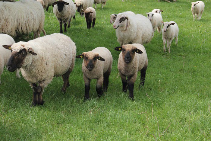 Ilustračný obrázok k článku Kuriózna krádež pri Pezinku. Zlodej ukradol barana aj s ovcami