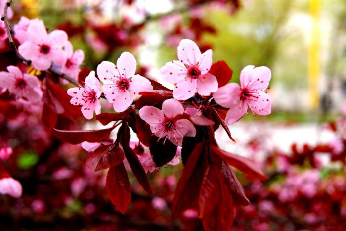 Ilustračný obrázok k článku Sú pýchou košických ulíc: OBRÁZKY, ktoré chytia za srdce každého Košičana