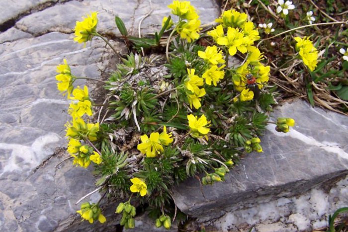 Ilustračný obrázok k článku Už aj Tatry začali kvitnúť: Prvým kvetom je chudôbka vždyzelená