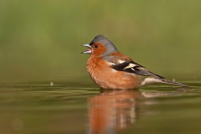 Ilustračný obrázok k článku RANNÁ ŠTVORKA: Keď pinka v apríli nepinká, zamrzla jej bundička i perinka