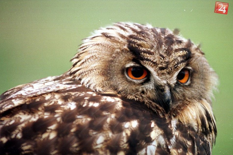 Ilustračný obrázok k článku OCHRANÁRI RADIA: Čo robiť, ak nájdete opustené mláďa alebo zraneného vtáka?