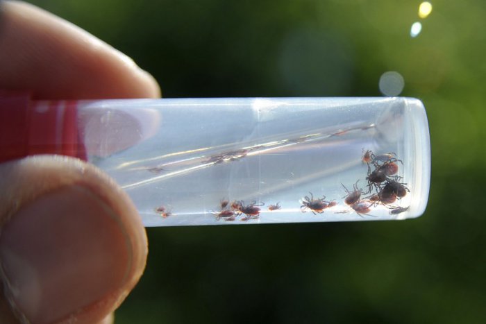 Ilustračný obrázok k článku Chráňte sa pred hmyzom či kliešťami: Môžu spôsobiť vážne ochorenia