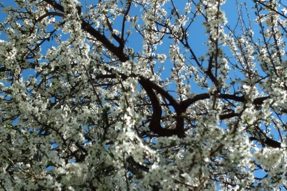 Ilustračný obrázok k článku Spišská je razom krajšia: Jarné obrázky z nášho mesta, ktoré potešia všetky oči