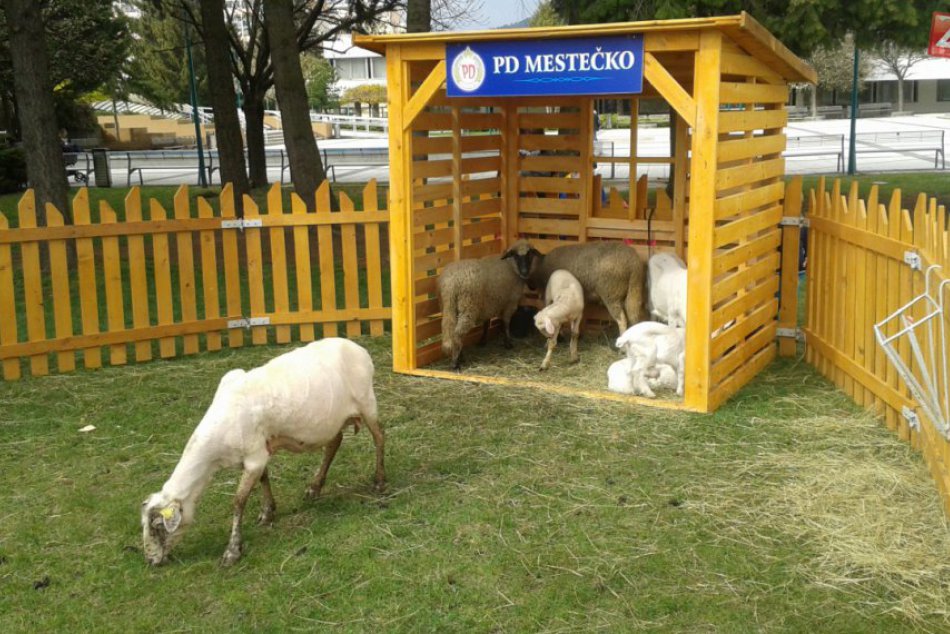 Ilustračný obrázok k článku Považskobystričania sa môžu tešiť: Centrum mesta sa zmení na salaš!