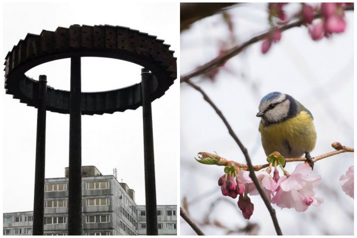 Ilustračný obrázok k článku VIDEO: Prví vtáčí obyvatelia sa už usadili v luxusnej "rezidencii"